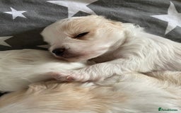 Maltipoo dogs for sale: 6 Beautiful Maltipoo Puppies for sale 🐶🐾 - Image 3