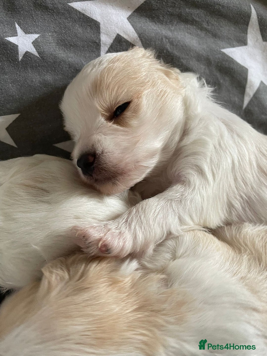 Maltipoo dogs for sale: 6 Beautiful Maltipoo Puppies for sale 🐶🐾 - Image 3