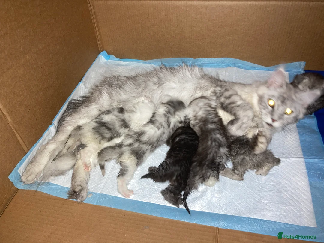 Maine Coon cats for sale: Registered Maine coon kittens  - Advert 8