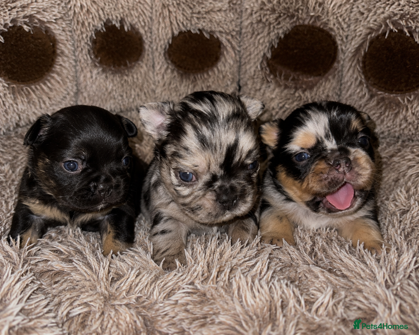 French Bulldog dogs Rare Fluffy French Bulldog Puppies  - Advert 2