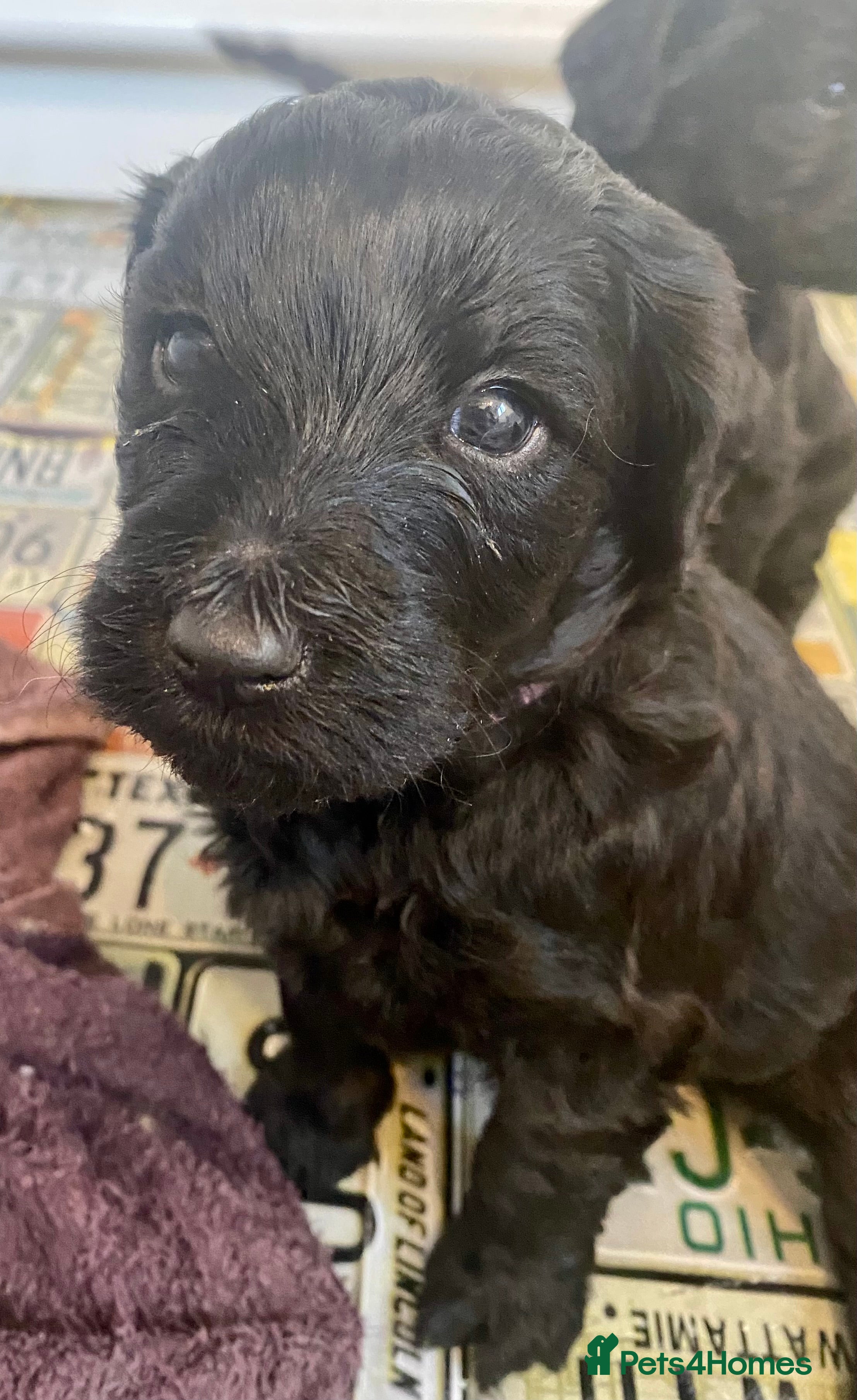 Labradoodle dogs for sale: LAST 3 LARGE PREMIUM MULTIGEN DOUBLE DOODLES 🐾🐾 - Advert 33