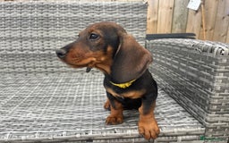 Dachshund dogs for sale: LAST 2 wirehaired dachshunds (teckels) - Image 17