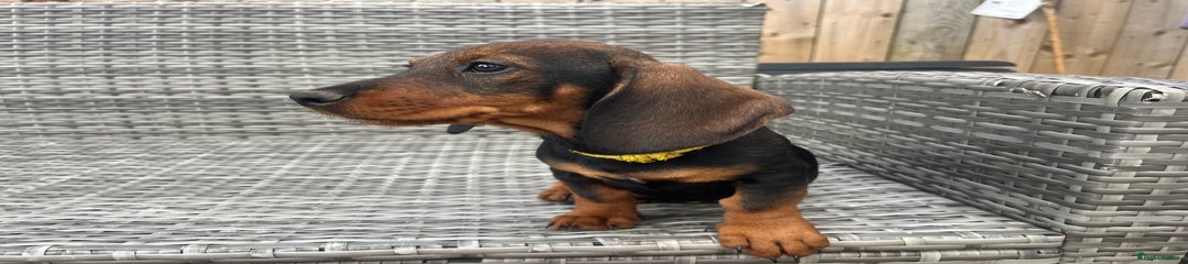 Dachshund Puppy 5 yellow
