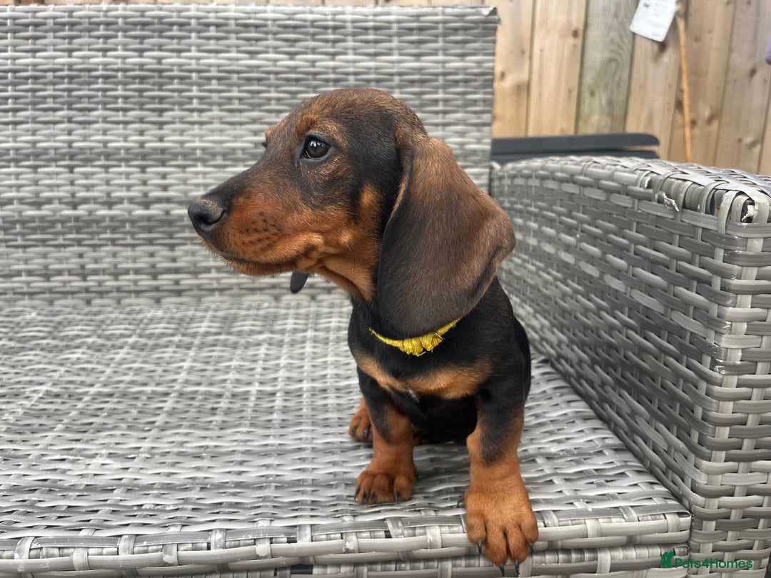 Dachshund dogs for sale: LAST 2 wirehaired dachshunds (teckels) - Image 17