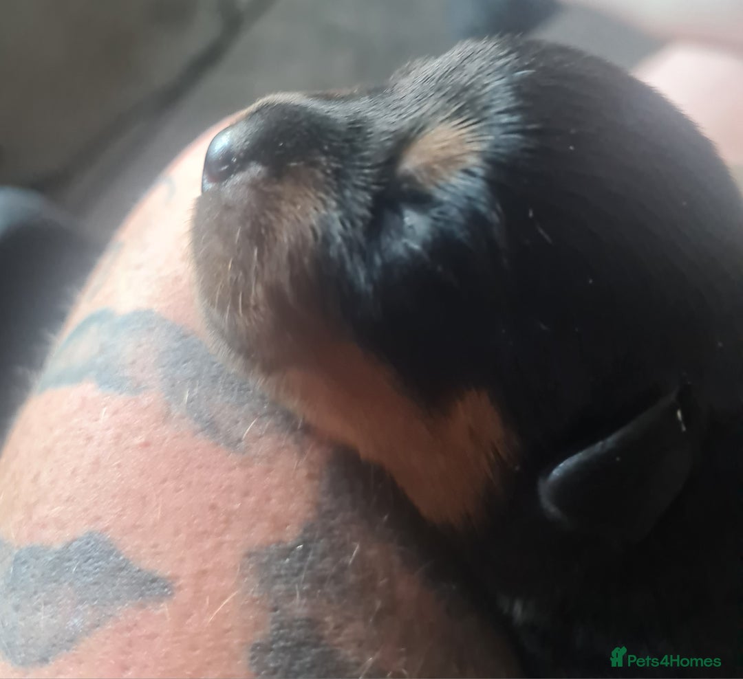 Rottweiler dogs for sale: Stunning rottweiler puppies  - Image 18
