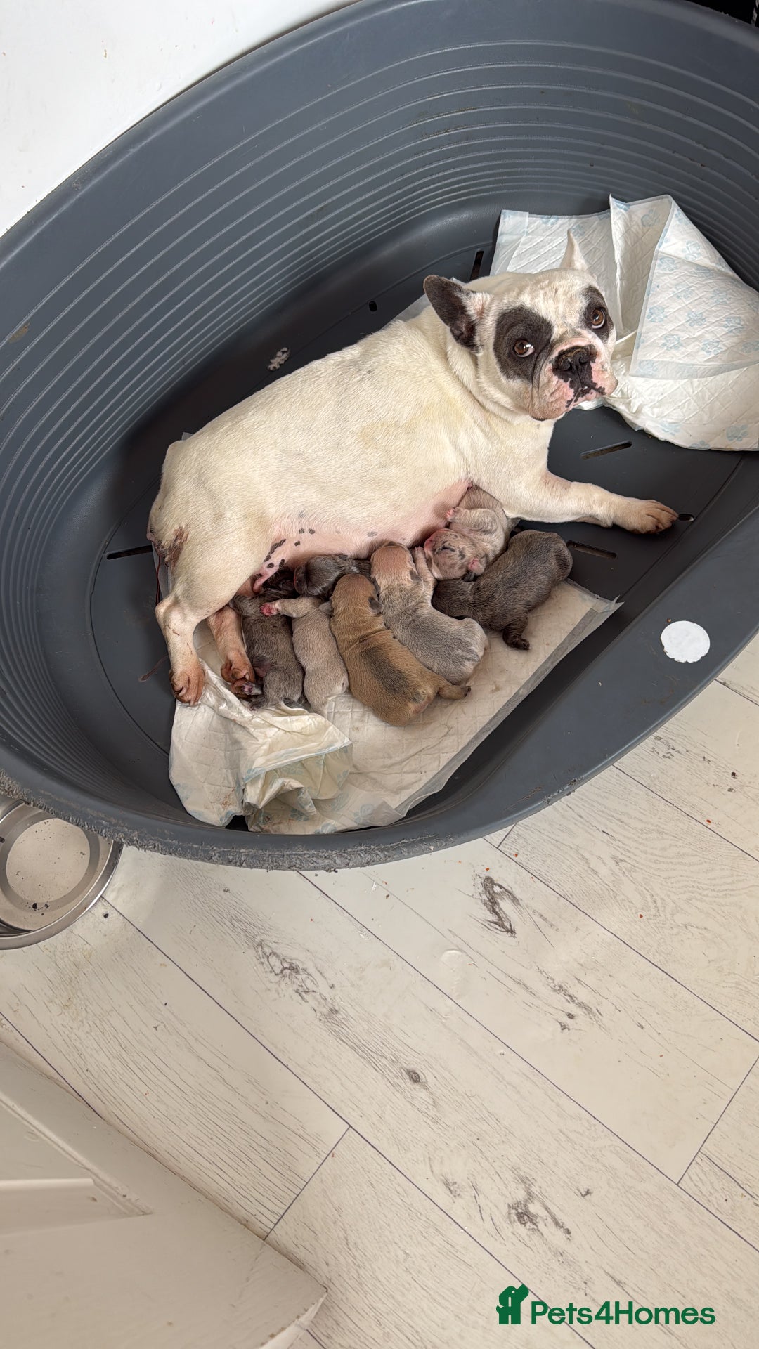 French Bulldog dogs for sale: Top quality french Buldog for sale  - Image 9
