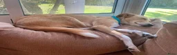 Mixed Breed dogs for adoption: Maple is ready for her forever family!  in Swindon - Advert 6