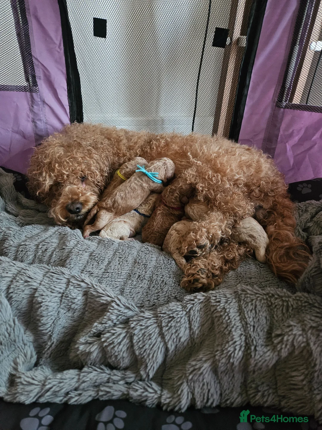 Maltipoo dogs for sale: F1b Maltipoo  - Advert 2