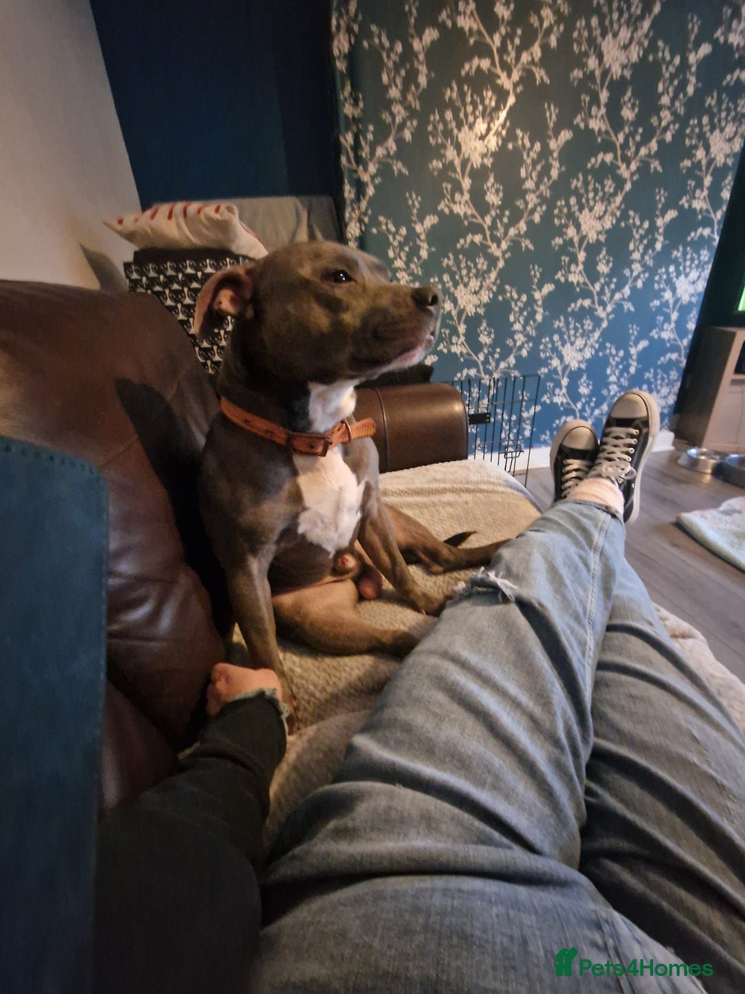 Staffordshire Bull Terrier dogs for sale: Sadly loki needs rehomed  - Image 2