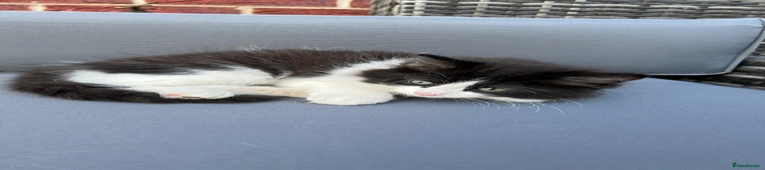 Mixed Breed Kitten 3