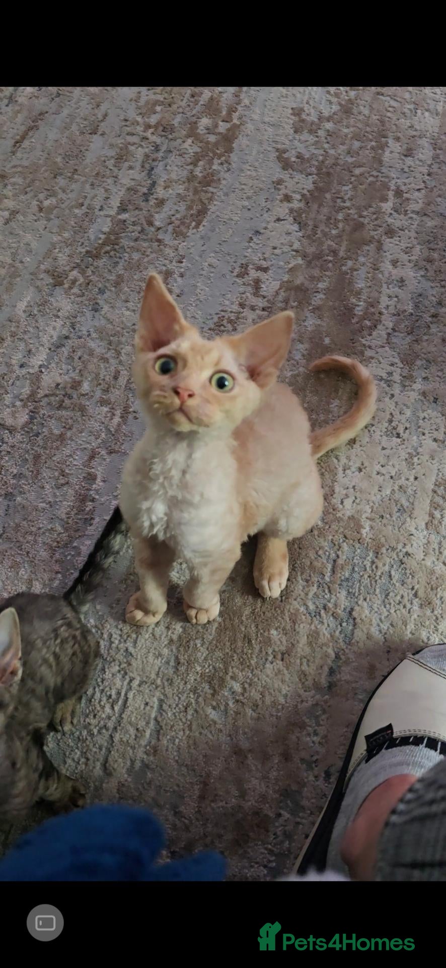 Devon Rex cats Beautiful Devon Rex Boy :) - Advert 6