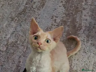 Devon Rex cats Beautiful Devon Rex Boy :) - Advert 6