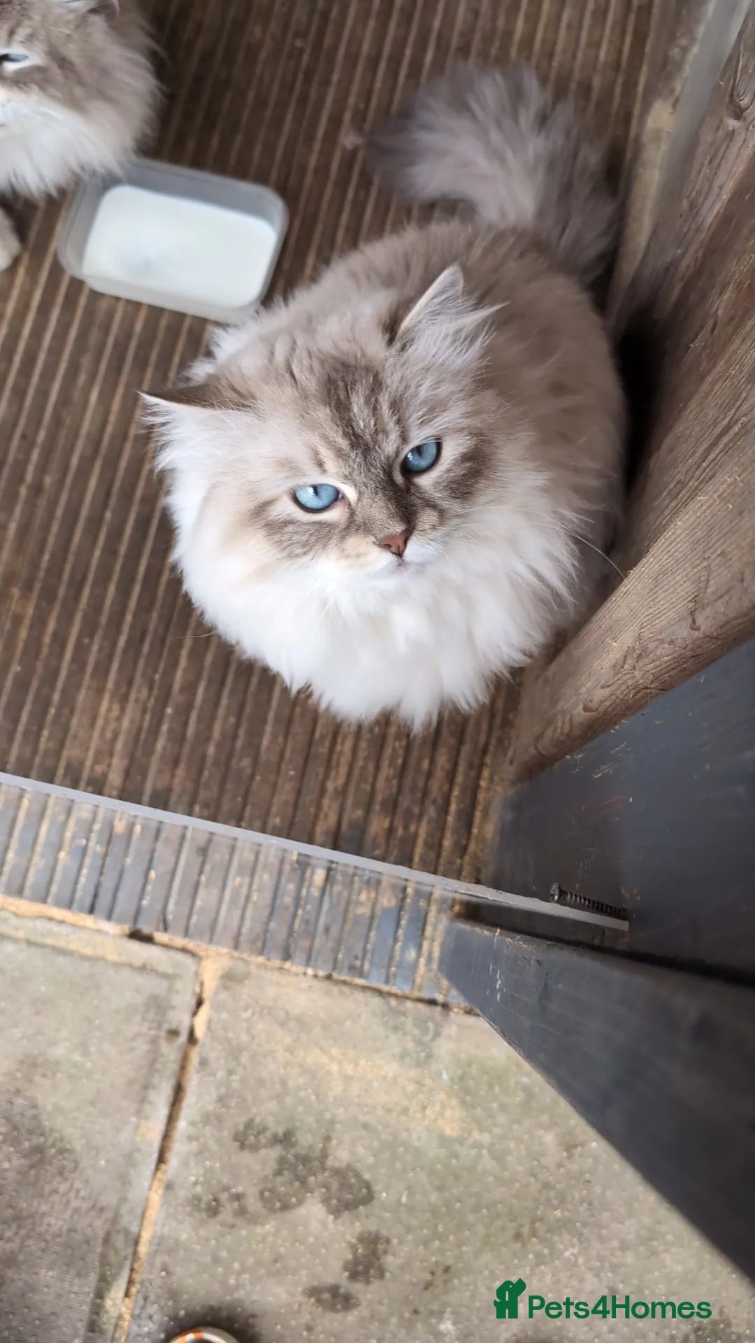 Siberian cats for stud: Siberian Neva Masqurad - Advert 1