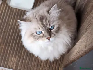 Siberian cats Siberian Neva Masqurad - Advert 14