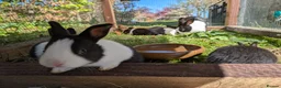 Dutch rabbits for sale: Baby Dutch Rabbits in Robertsbridge - Advert 2