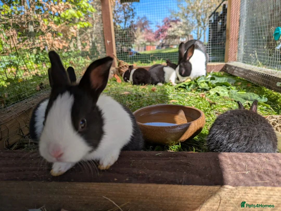 Dutch rabbits for sale: Baby Dutch Rabbits in Robertsbridge - Advert 2