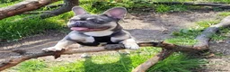 French Bulldog dogs for sale: French bulldog  in Lincoln - Advert 2