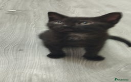 British Shorthair cats for sale: Kittens search new homes  - Image 6