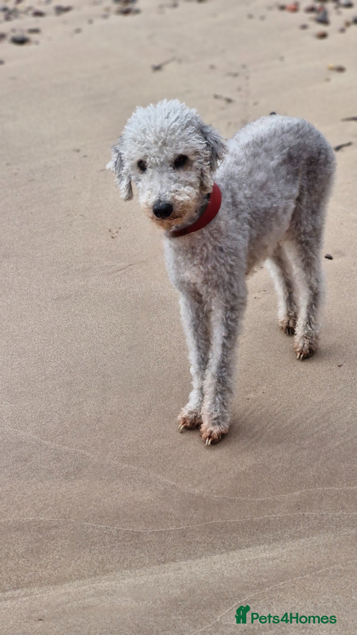 Mixed Breed dogs Miss  - Advert 1