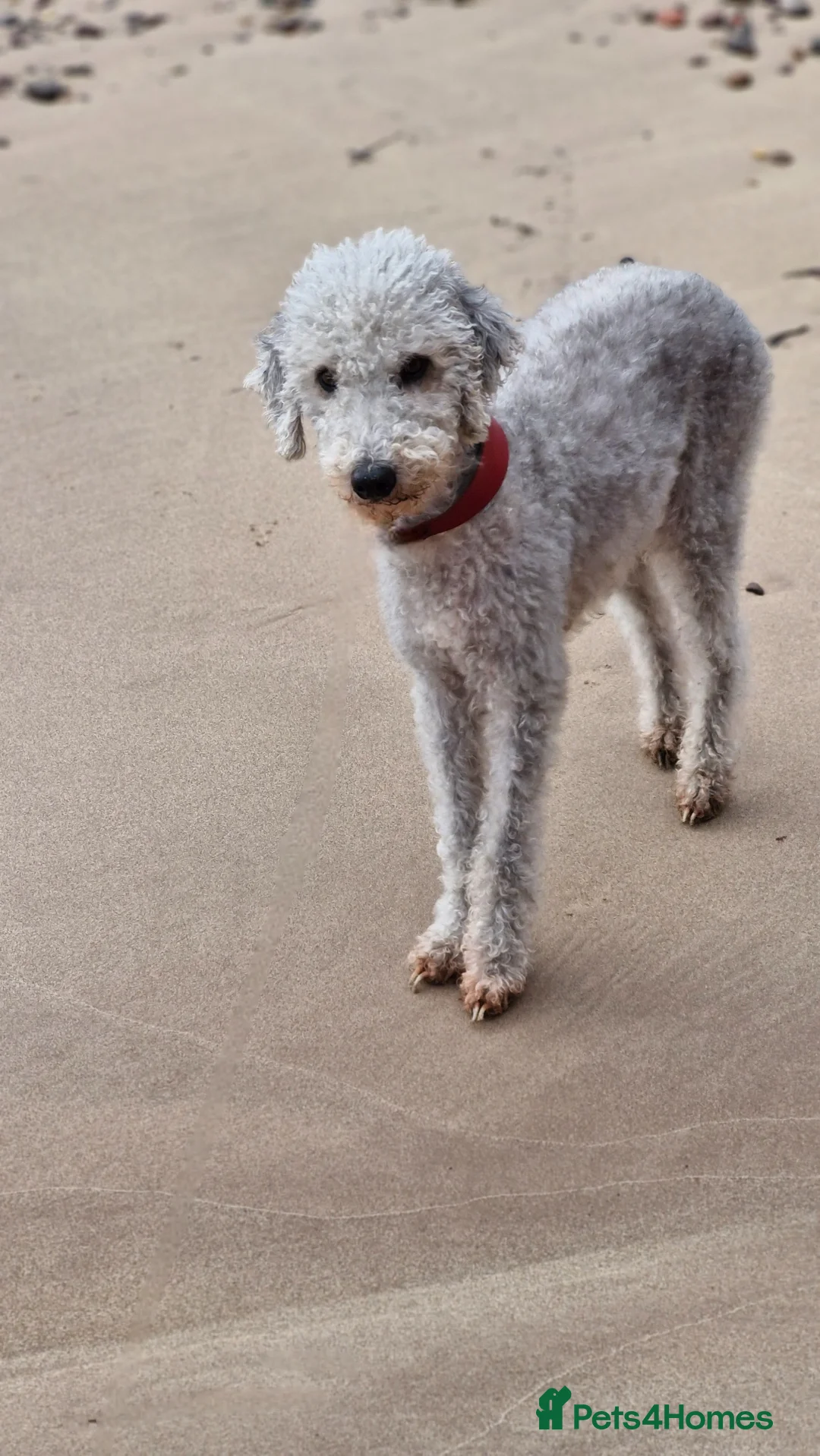 Mixed Breed dogs for sale: Miss  - Advert 1