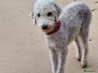 Mixed Breed dogs Miss - Advert 1