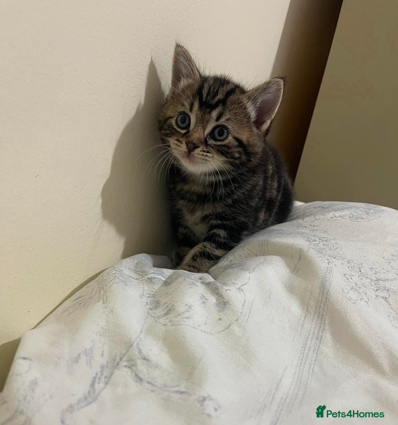 Bombay cats for sale: Mr at home in London - Advert 2