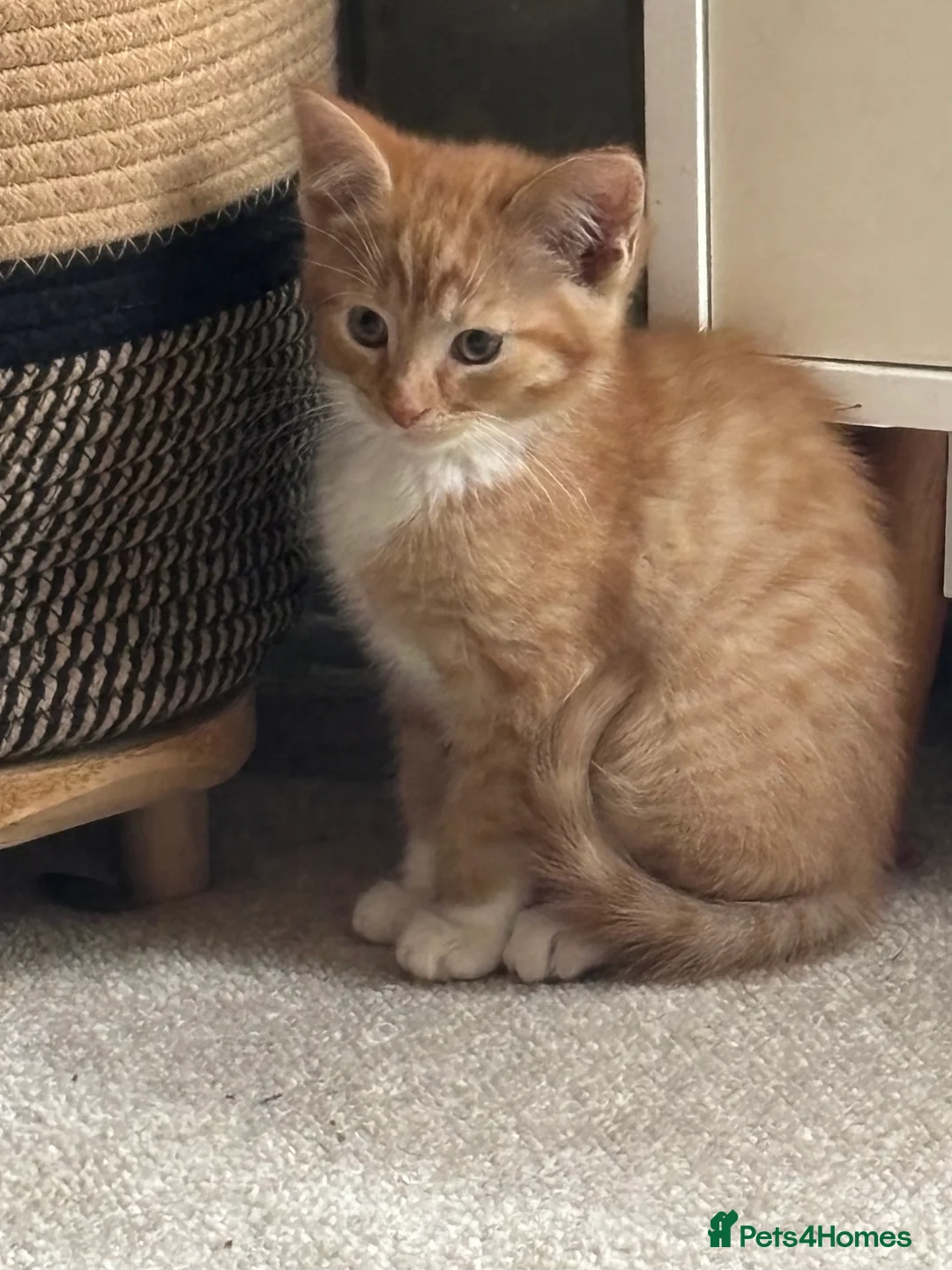 Mixed Breed cats for sale: Maine coon cross kittens ***ONLY ONE BOY LEFT!* - Advert 24