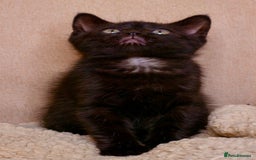 Mixed Breed cats for sale: Gorgeous kittens ready to leave now!  - Image 9