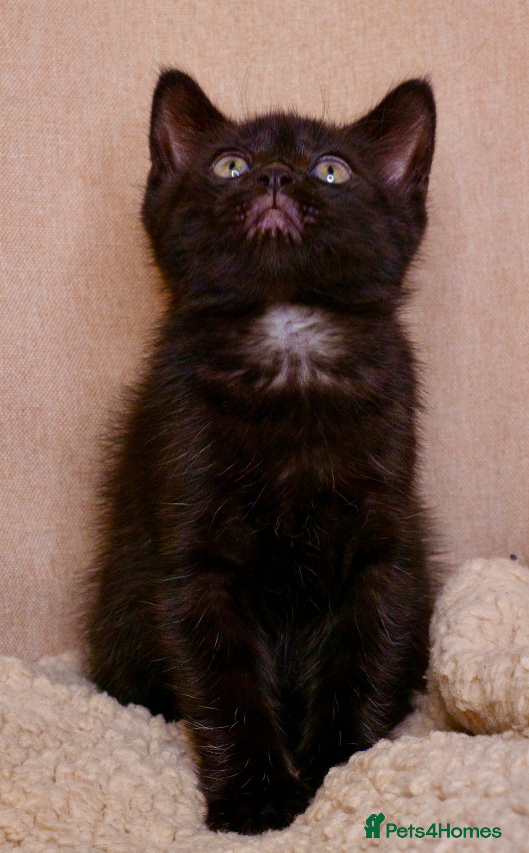 Mixed Breed cats for sale: Gorgeous kittens ready to leave now!  - Image 9