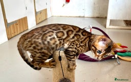 Bengal cats for sale: Brown rosetted male bengal kittens, TICA reg - Image 4
