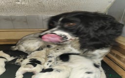 English Springer Spaniel dogs for sale: English springer spaniel pups  - Image 14