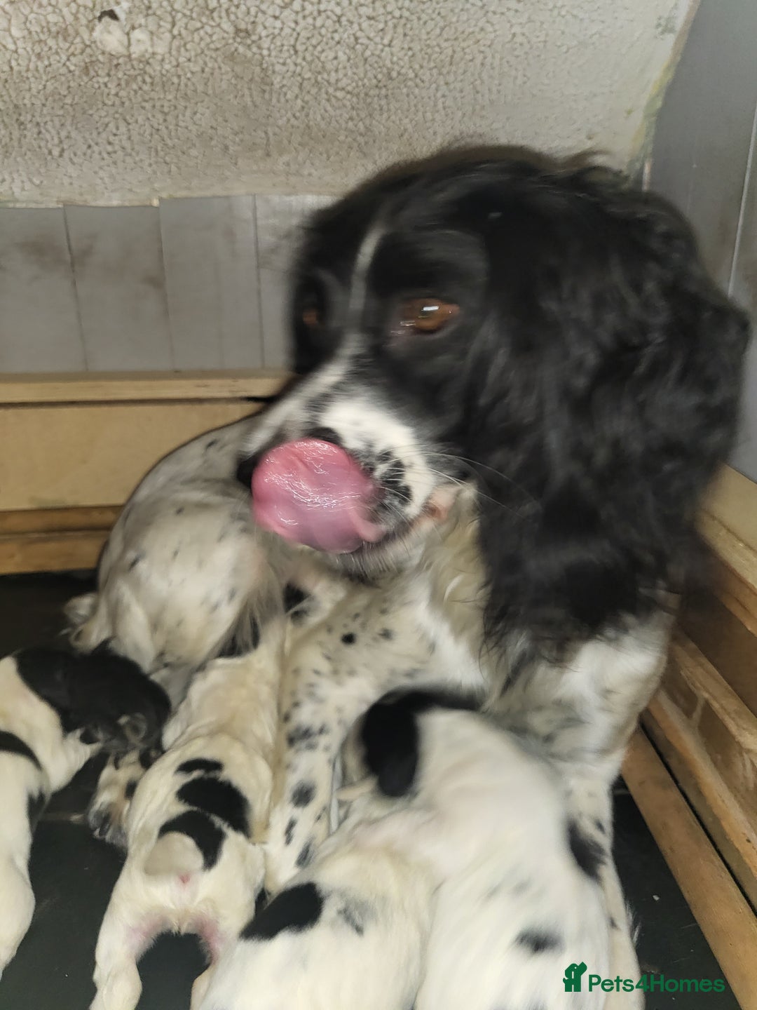 English Springer Spaniel dogs for sale: English springer spaniel pups  - Image 14