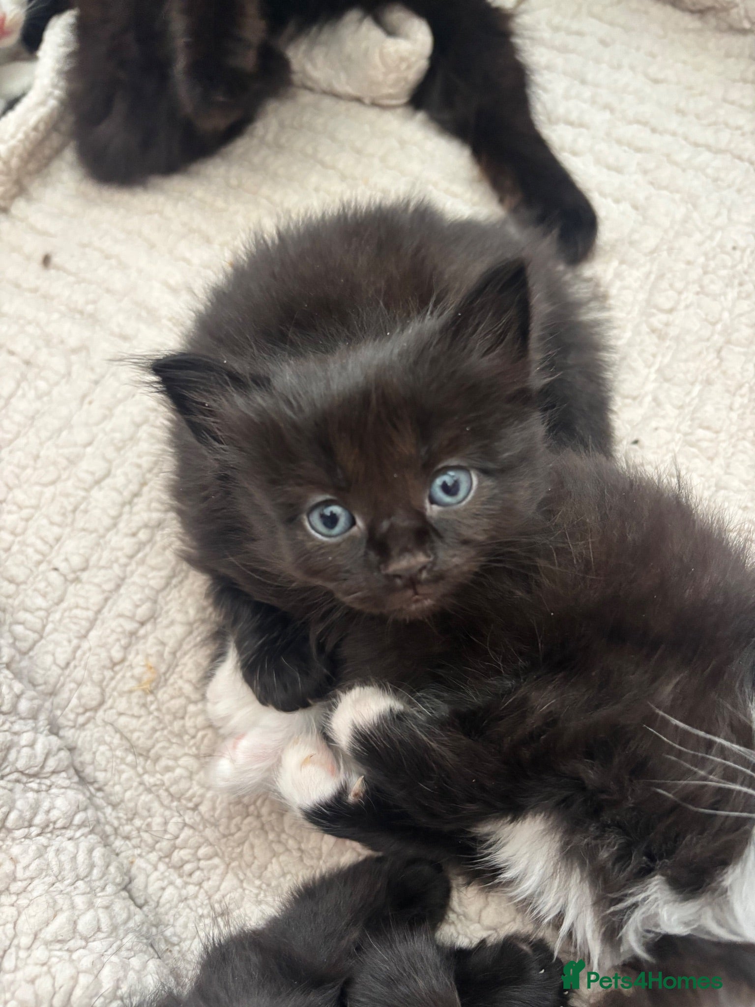 Mixed Breed cats Kittens - Advert 2