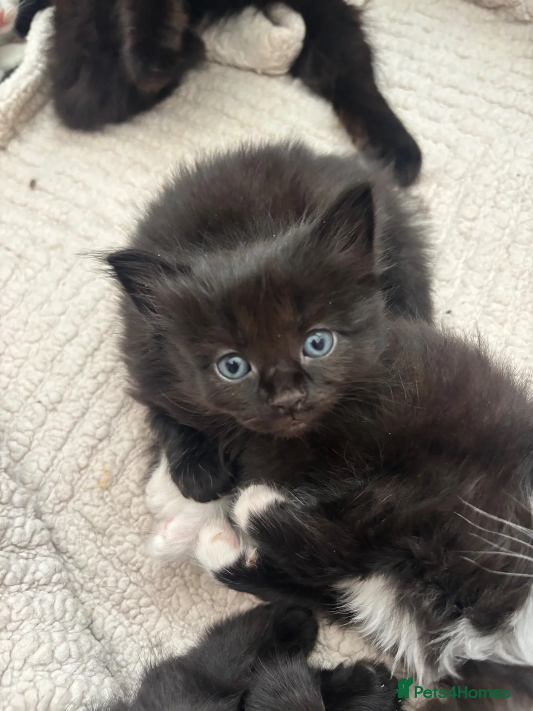 Mixed Breed cats for sale: Kittens - Advert 1
