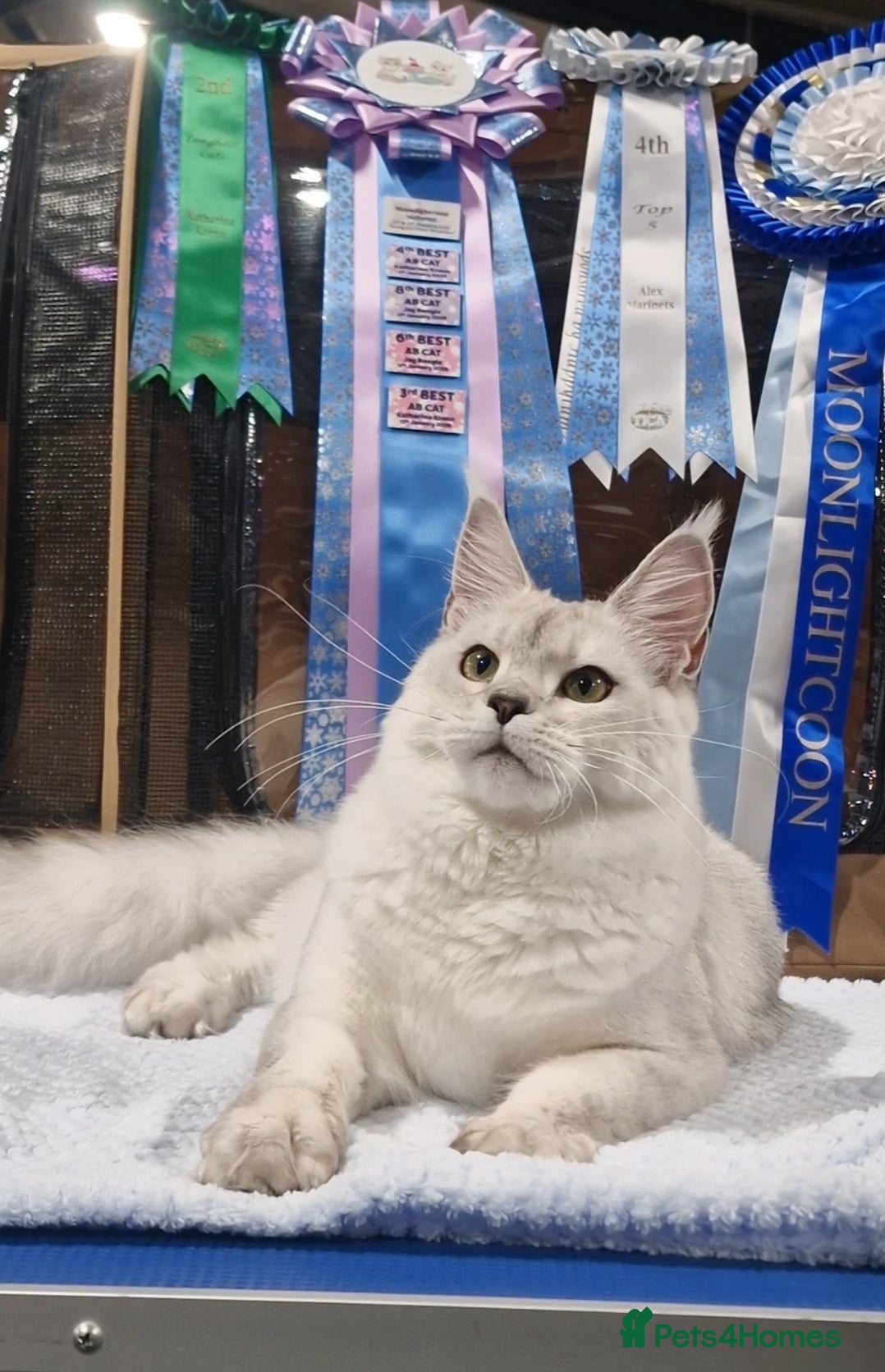 Maine Coon cats 🌟Exceptional Purebred Maine Coon girls🌟 - Advert 9