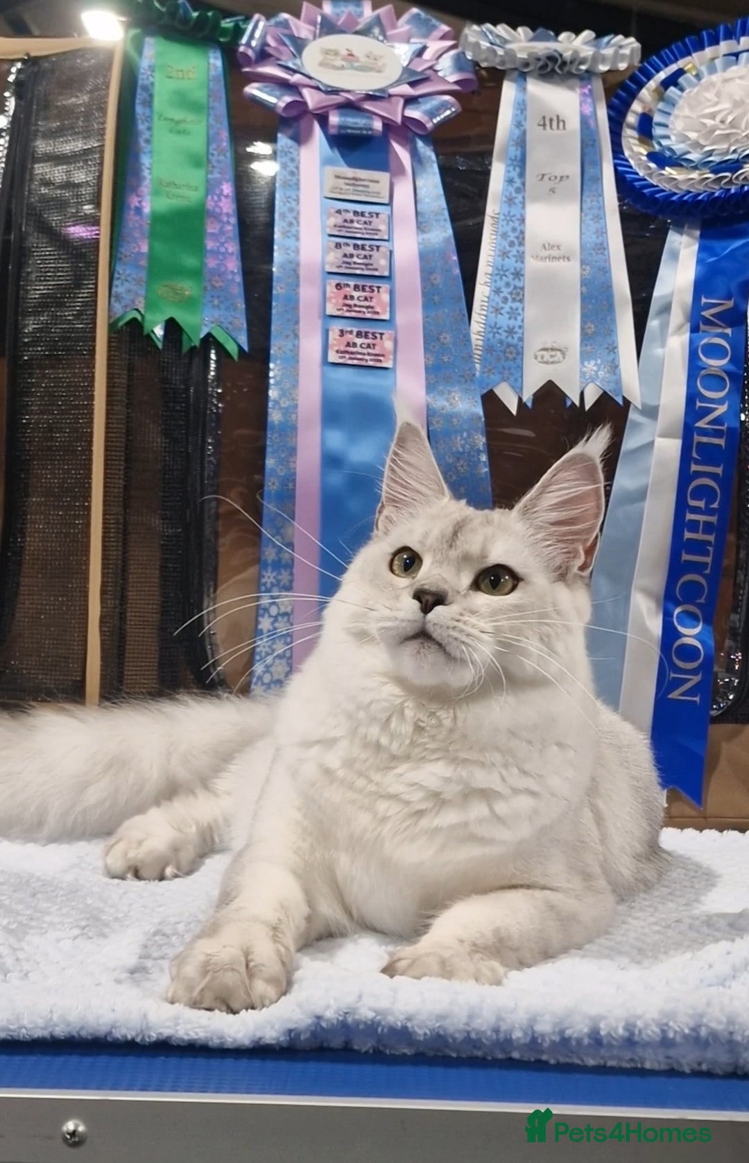 Maine Coon cats for sale: 🌟Exceptional Purebred Maine Coon girls🌟 - Advert 1