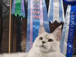 Maine Coon cats 🌟Exceptional Purebred Maine Coon girls🌟 - Advert 9