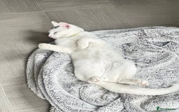 Abyssinian cats for sale: Poli  - Image 4