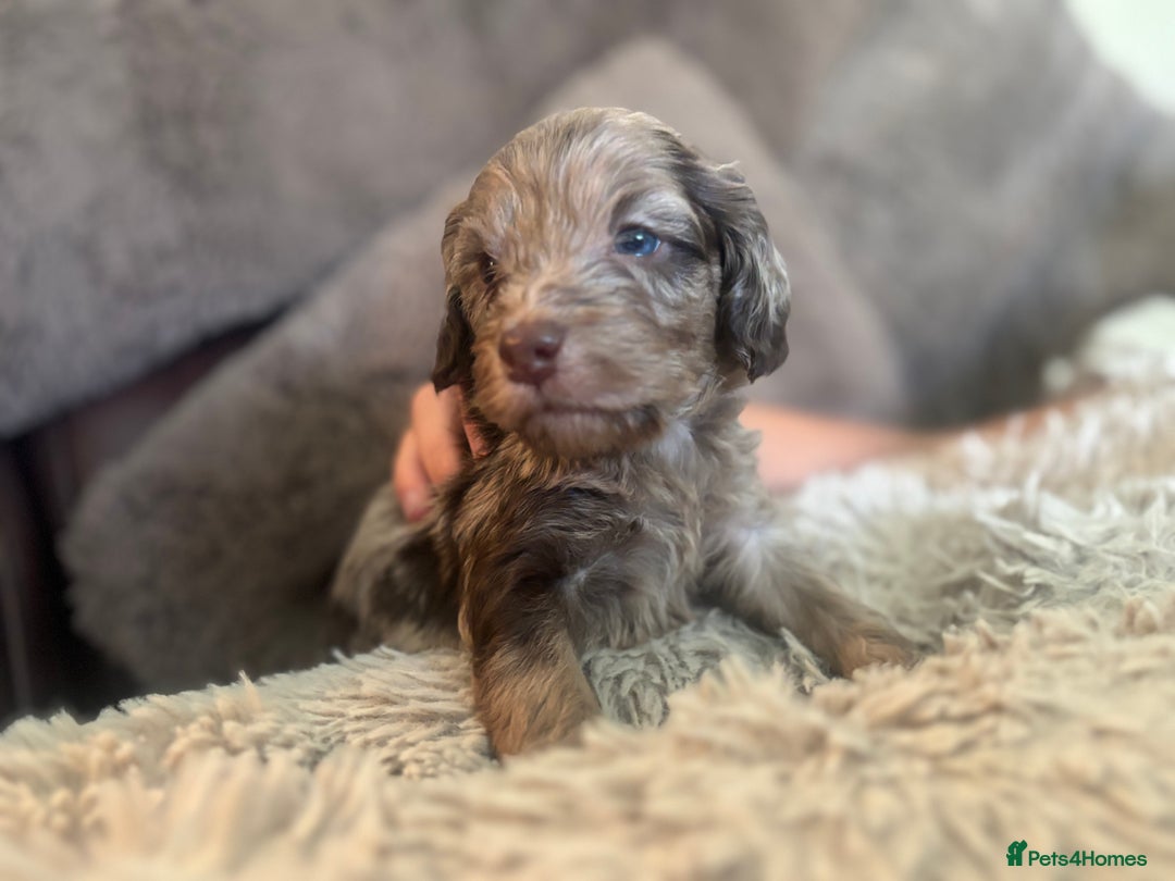 Cockapoo dogs for sale: Beautiful Cockapoo puppies  - Image 12