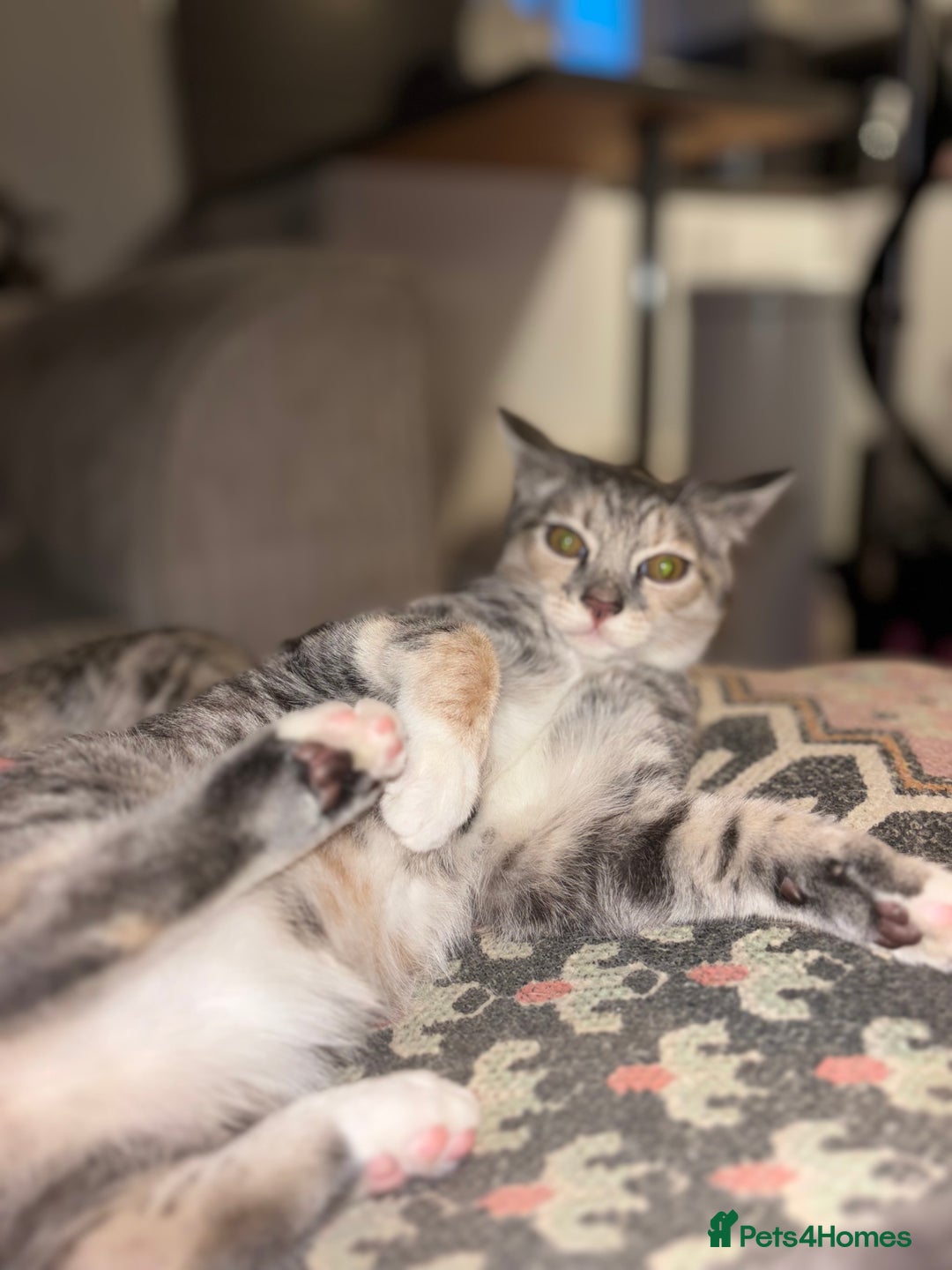 Scottish Fold cats for sale: Scottish Straight Kitten  - Advert 10