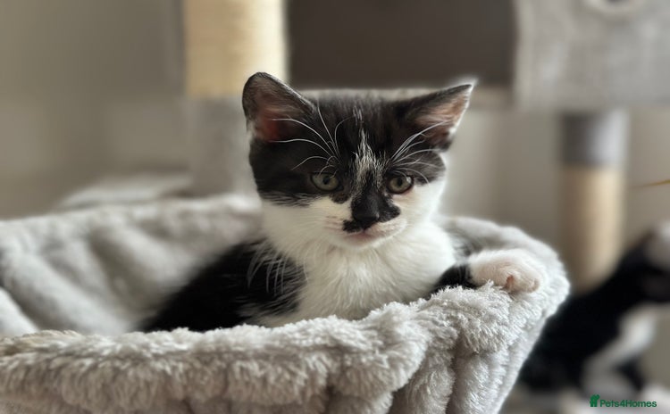 Mixed Breed cats - Advert 8