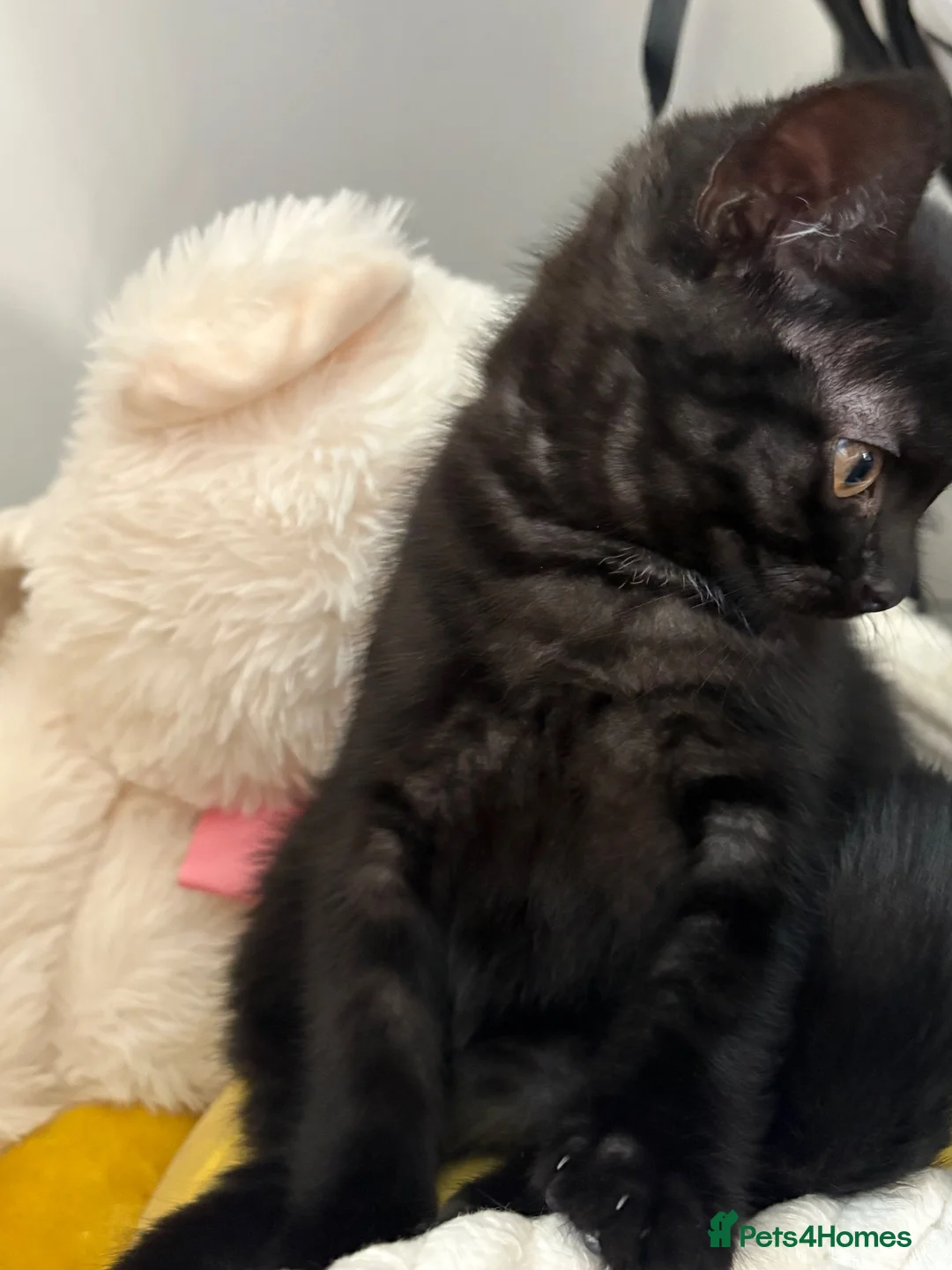 British Shorthair cats for sale: British shorthair kittens  in Manchester - Advert 10