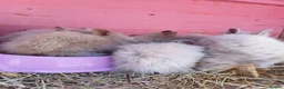 Lionhead rabbits for sale: Lionheads unsexed atm - Advert 9