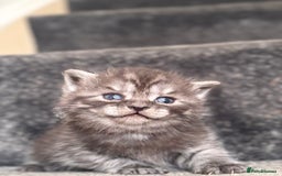 British Shorthair cats for sale: British shorthair kittens - Image 11