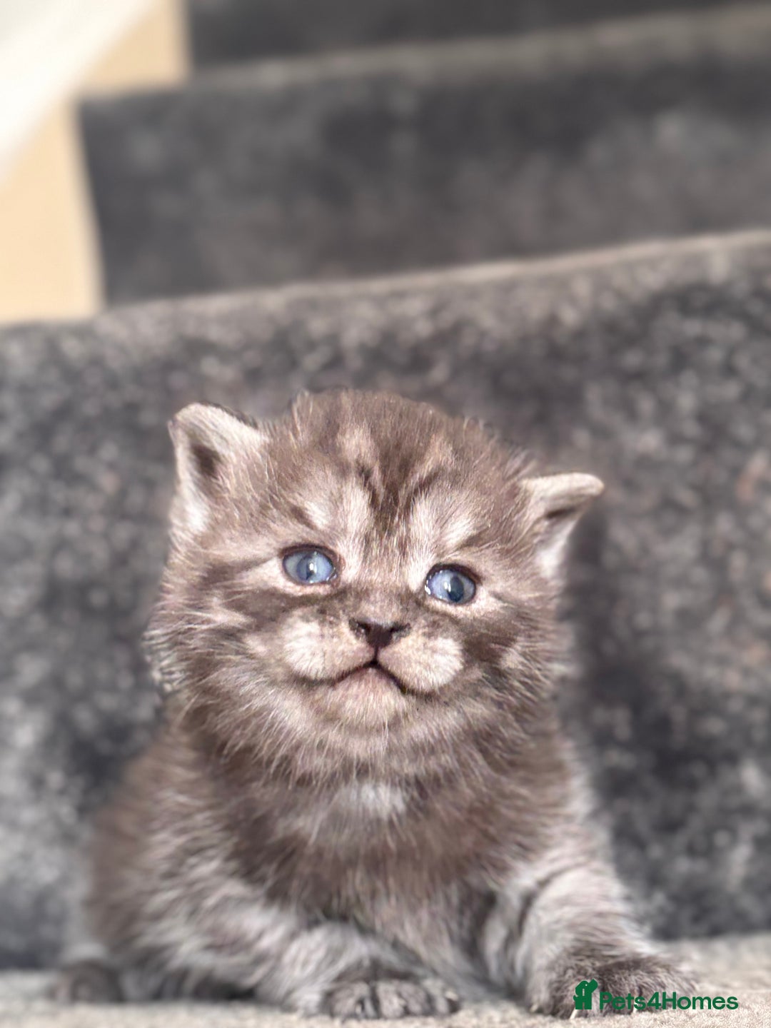 British Shorthair cats for sale: British shorthair kittens - Image 11