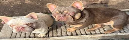 French Bulldog dogs for sale: French bulldogs pink and fluffy carriers - Advert 6