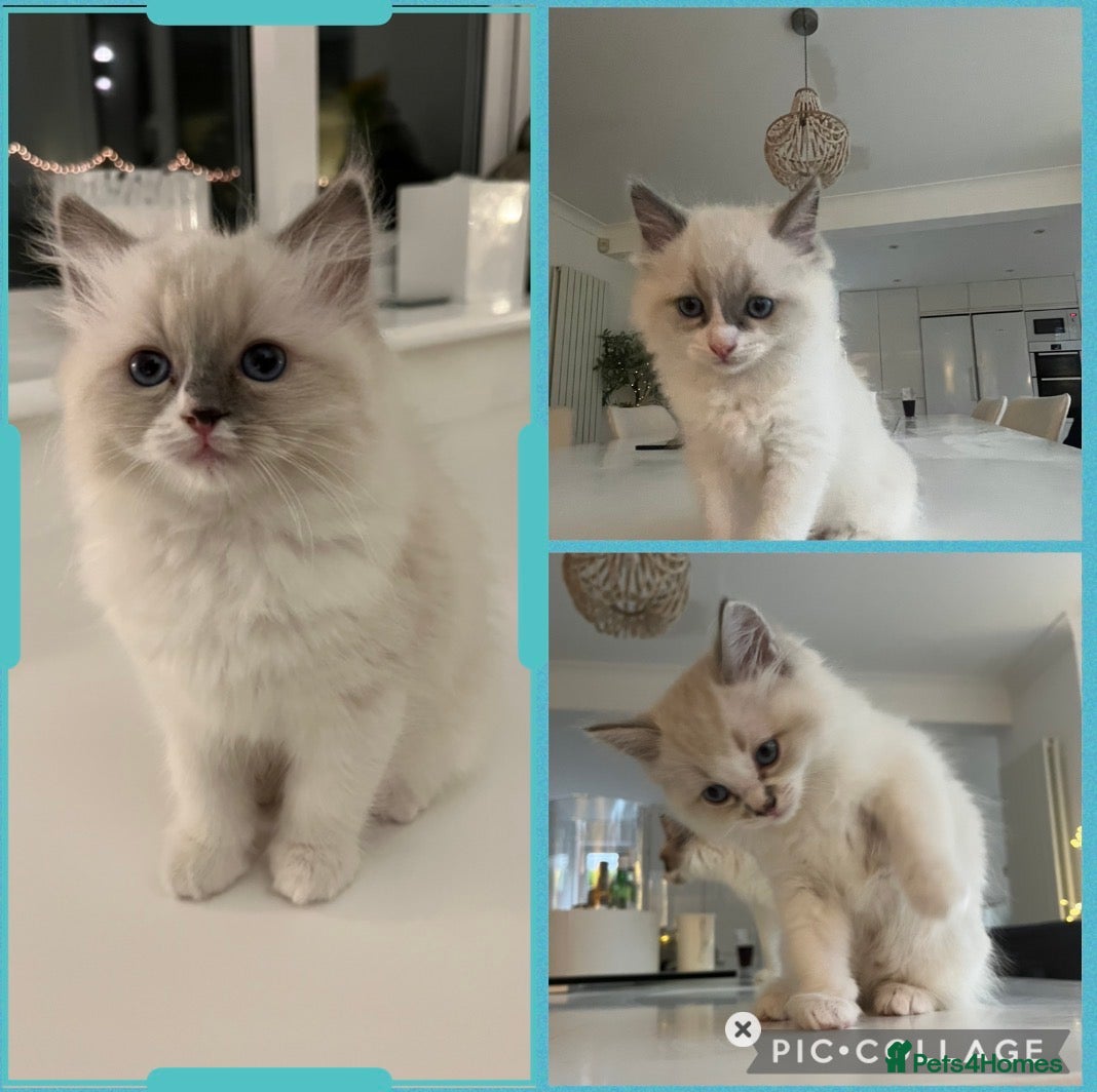 Ragdoll cats Ragdoll Male & Female Kittens Collect January 2026 - Advert 8
