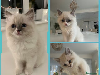Ragdoll cats Ragdoll Male & Female Kittens Collect January 2026 - Advert 17