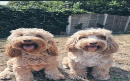 Cockapoo dogs for sale: Beautiful cockapoo puppies  - Image 7