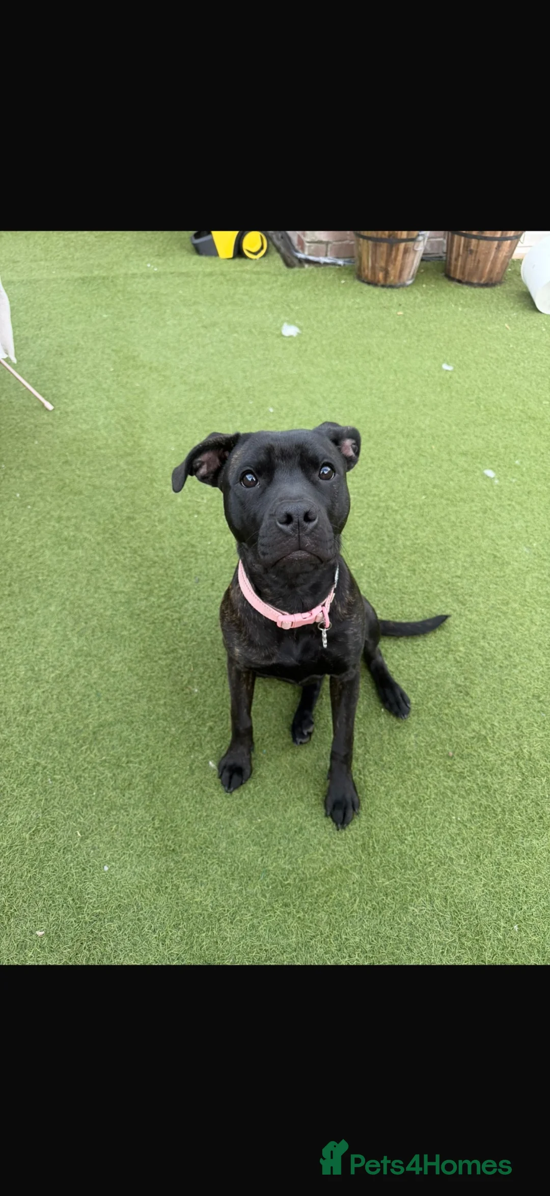 Staffordshire Bull Terrier dogs for sale: 8 month old staff - Advert 6